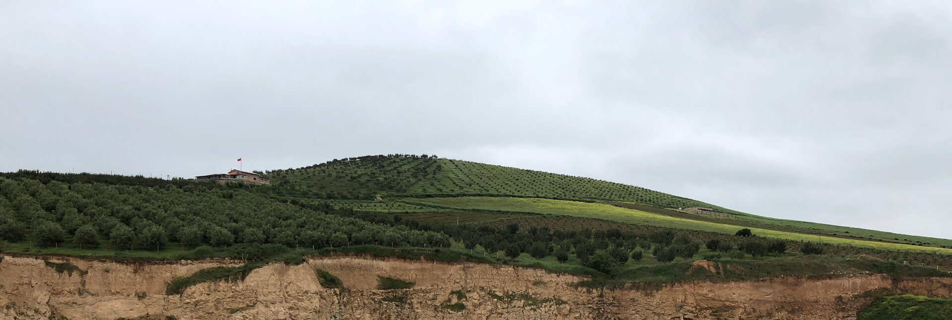 Plantations en hauteur